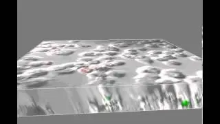 RAW cells labeled with DiI and ingested FITC labeled yeasts
