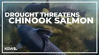 Salmon fishing season closed in California, most of Oregon