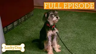 Lonely Pup Finally Finds An Adventurous Best Friend! | Full Episode S2 Ep1