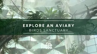Exotic Birds & Aviary Explorations | Mini Zoo Tales #Birds #Aviary #wildlife  #nature #trending #yt