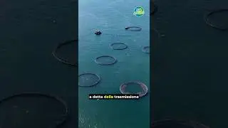 La nuova inchiesta di #Report: ecco come vivono i salmoni negli allevamenti. 🐟