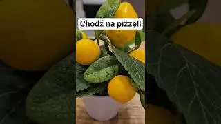 wolisz Napoletane czy polską z CZOSKOWYM? #pizza #foody