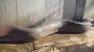 The Adaconda