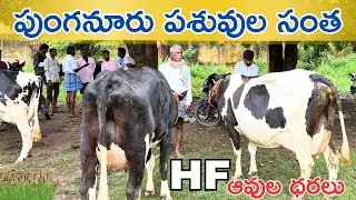 || పుంగనూరు పశువుల సంత || Punganur cow market ￼every Wednesday #cow#animals @Friendsdairyfarm 