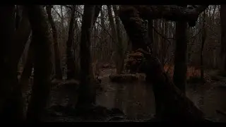 POV - You Fall Asleep in 2 minutes -  Forest Below the Moon