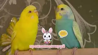 Две самки волнистых попугаев спорят/two female budgerigars arguing#video #vlog #budgies #cute #like 