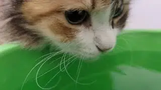 Cat drinking water loudly
