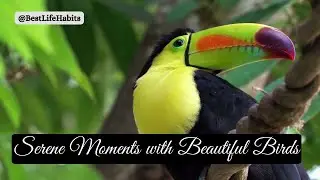 Serene Moments with Beautiful Birds | A Relaxing Nature Experience