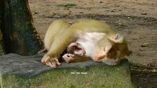 Monkey David came visiting newborn baby Leo & Libby, Tiny Rainbow didn't leave her mama alone