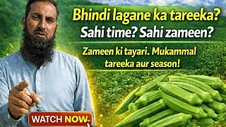 Bhindi Lagane Ka Sahi Tareeqa | Best Time, Zameen & Mukammal Guide