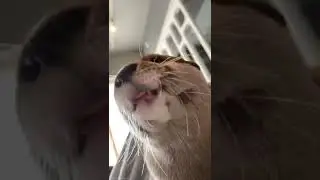 Spoiled Melonpan  wants to be pampered 😁🦦So Cute| OtterNoise| Cute Otter