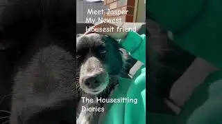 Meet Jasper! My newest Housesit friend #housesitting #travel #dogs