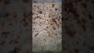 Lasagna Making I 😋😋 I #food #recipe #international #trending