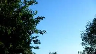 Scarlet tiger moths being chased by swallows