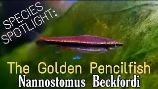 The Golden Pencilfish: The Overlooked Nano Species with HUGE Potential! Easy, Affordable & Stunning!