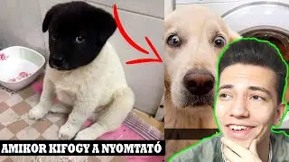 EZ ÓRIÁSI! 😂A LEGVICCESEBB KUTYÁS KÉPEK A NETEN!  *EXTRA CUKI*