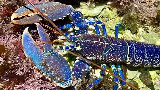 Coastal Foraging at Night - Lobsters, Huge Crabs, Catshark and other Sea Creatures - Lobster Cook-up