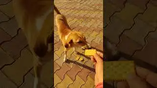 Love for Voiceless ❤️ #bekind #doglover #animallover #voiceforchange #animal #dogso  #humanity