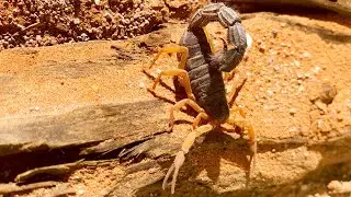 Parabuthus villosus oranje morph Scorpion (Namibia) digging a hide