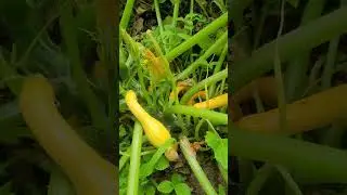 How do squash plants look as they grow! I think mine are looking great.