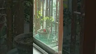 Feeding frenzy ! Squirrels and birds join the feast 🐦🕊️🐿️. #wildlife #naturelovers #squirrel #birds