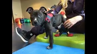 What is canine physical therapy/rehabilitation
