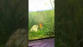 How to acclimate new fish in planted tank #fishnfins2021 #fish #plantedtank #shortvideo #shorts