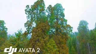 Sequoia Park-Land Of Trees Drone Film