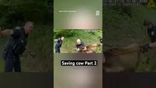 Cops and firefighters team up to save cow Part 2