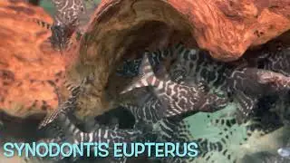 Synodontis eupterus