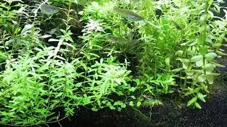 Blue Endler's Libebearers, Breeding Colony 4-21-23
