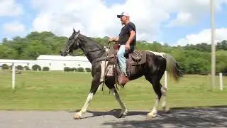 Little Bell Super Duper Broke Mare Trail or Rail for Sale at McNatt Farms