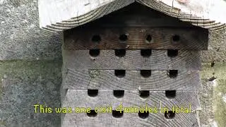 Home hunting Red Mason Bees