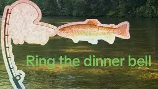 Pisgah national forest camping (Davidson river)and trout fishing 2025