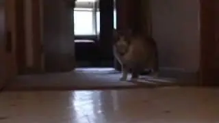 FrankCam
