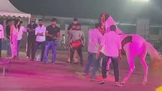 Horse Dance Video 