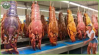 How Billions of Lobsters Are Caught & Processed In Factory | Incredible Lobster Harvesting