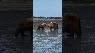 Third wheeling 🤣 Witnessed a fairly awkward moment when a female bear approached a mating pair#bear
