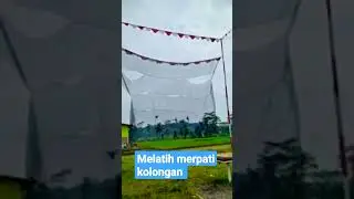 Melatih merpati kolongan #short