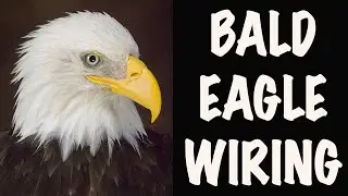 BALD EAGLE, ..Guess the gauge... Heavy for wings, heavier for legs.
