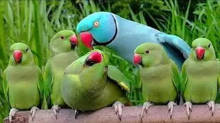 Talking parrot video|Ringnek parrot video|colour full parrot video|USA birds Videos|USA viral video।