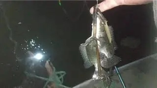 Mancing malam di spot ini lagi niatnya mancing ikan jambal tapi gak berpotensi