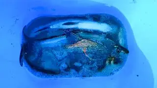 中国传统钓法，在水草多的地方运用，钓得鱼只多不少