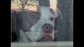 Boo-boo boo-boos looking out the window.