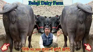 सिर्फ़ 95,000 हज़ार में झोटी ✅ 12 से 15 लीटर दूध तैयार की 🏆 15 Buffalo For Sale 😱 ट्रांसपोर्ट फ़्री