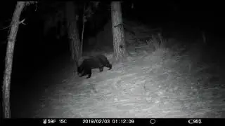 Cowiche Canyon Bears 