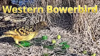The Obsessive Artist of the Outback: Australia's Western Bowerbird