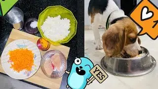 Homemade nutritious food for beagle puppy eat #eat #beagle #doglover #followme