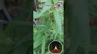 2025 fire og
