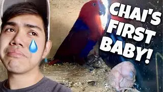 ECLECTUS PARROT FIRST BABY! Nanganak na si Chai sobrang cute at taba ng baby! (IBON!) | Murillo Bros
